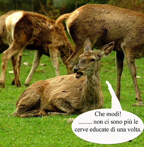 Mammalia .... che ridere!